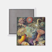 Aimant Anémone de mer Nature scientifique Océan (Recto/Verso)