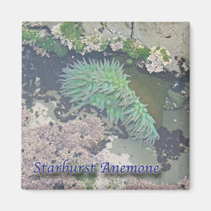 Aimant Anémone de Starburst