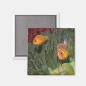 Aimant Anémone rose dans l'anémone marine magnificante (Recto/Verso)