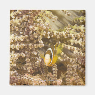 Aimant Anemonefish de Clark juvénile (Amphiprion)