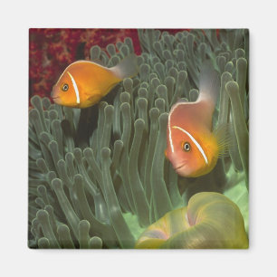 Aimant Anemonefish rose dans l'actinie de Magnificant