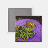 Aimant Anémonèse et grand anémone (Recto/Verso)