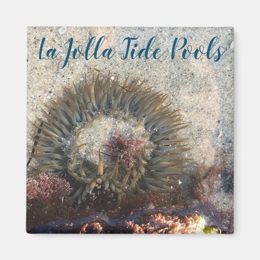 Aimant Anéone de la piscine La Jolla Tide (Devant)