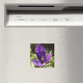 Aimant Anéone magnétique (In Situ (Lave-vaisselle))