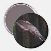 Aimant Ange (Recto/Verso)