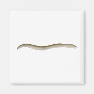Aimant Ange-couleuvre