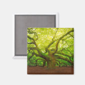 Aimant Angel Oak (Recto/Verso)