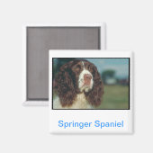 Aimant Anglais Springer Spaniel (Recto/Verso)