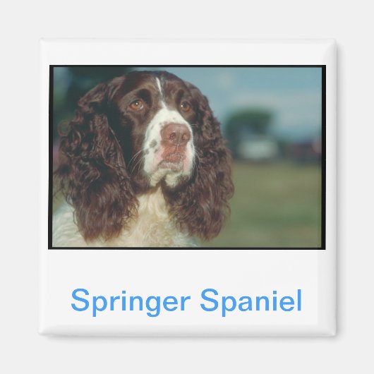 Aimant Anglais Springer Spaniel (Devant)