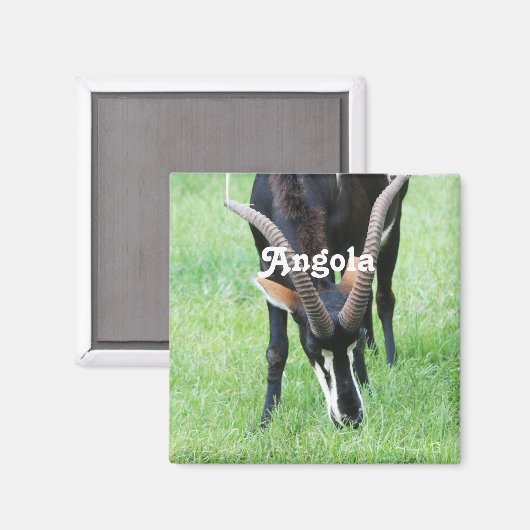 Aimant Angola Sable Antelope (Recto/Verso)