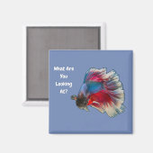 Aimant Angry Betta Fighting Fish Qu'Est-Ce Que Vous Regar (Recto/Verso)