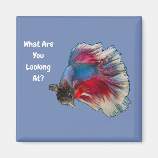 Aimant Angry Betta Fighting Fish Qu'Est-Ce Que Vous Regar (Devant)