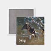 Aimant Anhinga (Recto/Verso)
