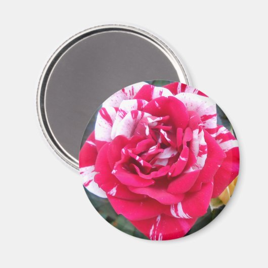 Aimant Anicia (Recto/Verso)