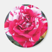 Aimant Anicia (Devant)