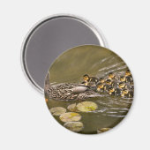 Aimant Animal - Canards - Nager comme un canard (Recto/Verso)
