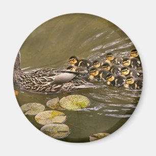 Aimant Animal - Ducks - Swim like a duck