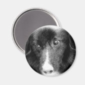 Aimant animal noir d'art de border collie (Recto/Verso)