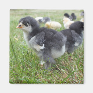 Aimant animal, poulet, ferme, mignonette, oiseau, bébé,