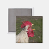 Aimant animal, poulet, ferme, mignonette, oiseau, bébé, (Recto/Verso)