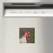 Aimant animal, poulet, ferme, mignonette, oiseau, bébé, (In Situ (Lave-vaisselle))