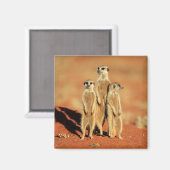 Aimant Animaux de bébés cutest | 3 Meerkats (Recto/Verso)