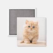 Aimant Animaux de bébés cutest | A British Longhair Kitte (Recto/Verso)