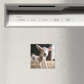 Aimant Animaux de bébés cutest | Agneau mignon dans une f (In Situ (Lave-vaisselle))