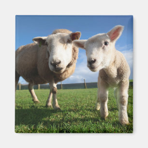 Aimant Animaux de bébés cutest   Agneau nouveau-né & mama