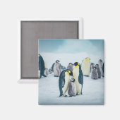 Aimant Animaux de bébés cutest | Alimentation de pingouin (Recto/Verso)