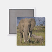 Aimant Animaux de bébés cutest | Amama Elephant Avec Bébé (Recto/Verso)