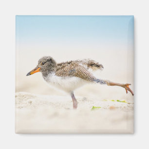 Aimant Animaux de bébés cutest American Oystercatcher C