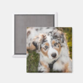 Aimant Animaux de bébés cutest | Australian Shepherd Pupp (Recto/Verso)