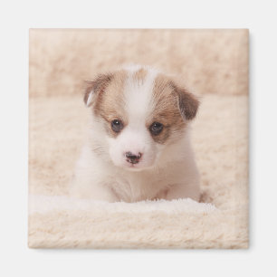 Aimant Animaux de bébés cutest Baby Corgi