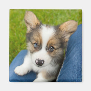 Aimant Animaux de bébés cutest Baby Corgi dans mon geno