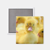 Aimant Animaux de bébés cutest | Baby Duck Group (Recto/Verso)