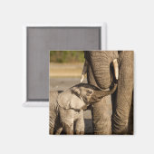 Aimant Animaux de bébés cutest | Baby Elephant & Mama (Recto/Verso)
