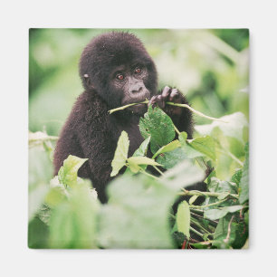 Aimant Animaux de bébés cutest Baby Gorilla de montagne