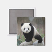 Aimant Animaux de bébés cutest | Baby Panda géant (Recto/Verso)