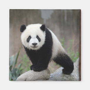 Aimant Animaux de bébés cutest Baby Panda géant