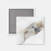 Aimant Animaux de bébés cutest | Bébé Mute Swan (Recto/Verso)