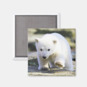 Aimant Animaux de bébés cutest | Bébé Ours polaire (Recto/Verso)