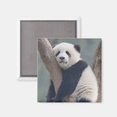 Aimant Animaux de bébés cutest | Bébé Panda Ours Dormir (Recto/Verso)