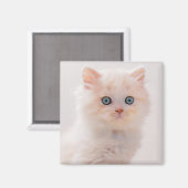 Aimant Animaux de bébés cutest | Blue Eye Kitten (Recto/Verso)