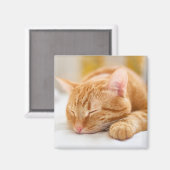 Aimant Animaux de bébés cutest | Chat de gingembre dorman (Recto/Verso)