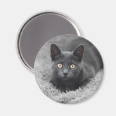 Aimant Animaux de bébés cutest | Chat gris (Recto/Verso)
