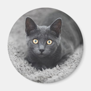 Aimant Animaux de bébés cutest Chat gris