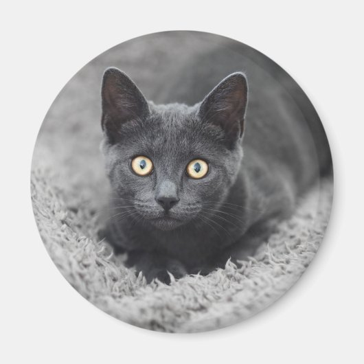 Aimant Animaux de bébés cutest | Chat gris (Devant)