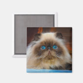 Aimant Animaux de bébés cutest | Chat himalayen (Recto/Verso)