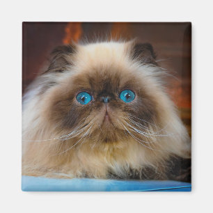Aimant Animaux de bébés cutest   Chat himalayen